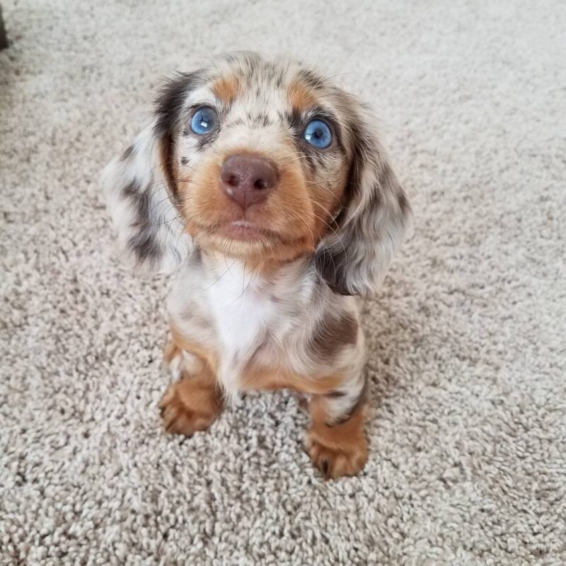 miniature dachshund puppies for sale indiana