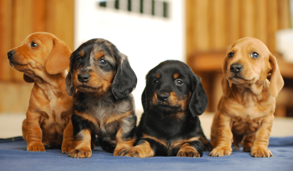 miniature dachshund puppies for sale south carolina