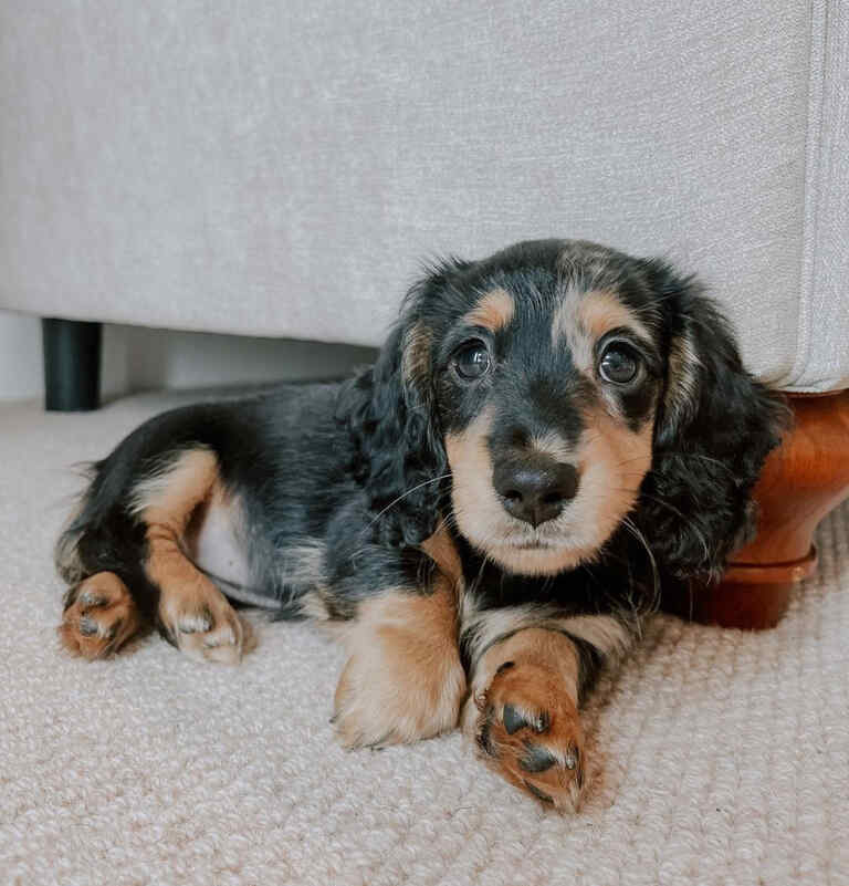 miniature long haired dachshund puppies for sale near me