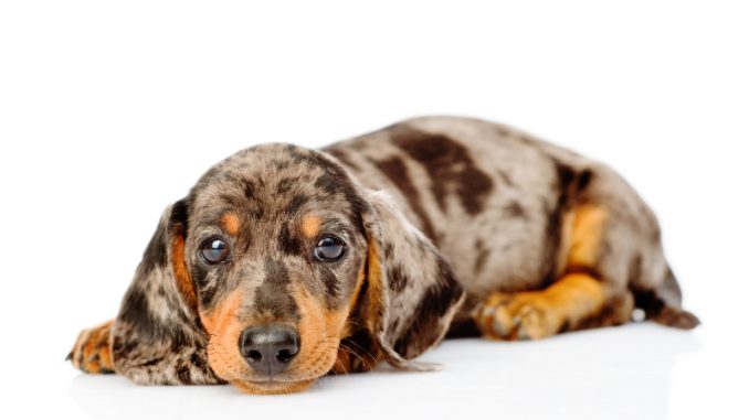 spotted dachshund puppies for sale