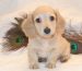 english cream long haired dachshund puppies for sale