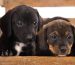 miniature dachshund puppies for sale arizona